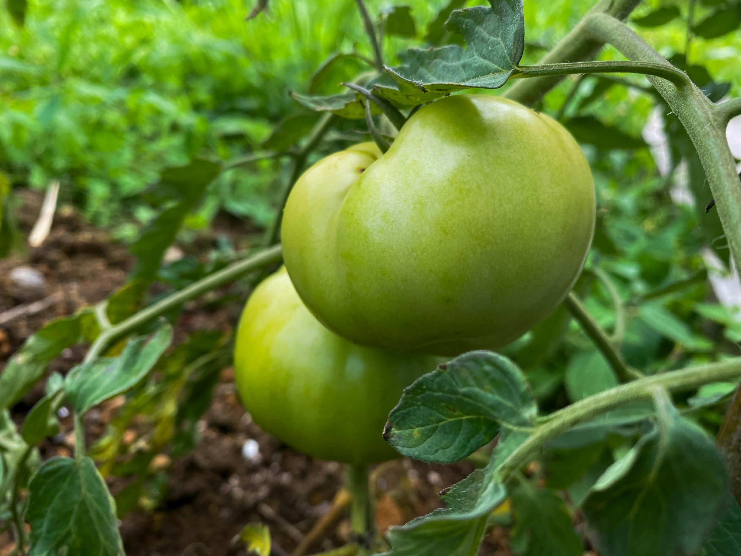 Dry ice applications for fresh crop storage and farming logistics