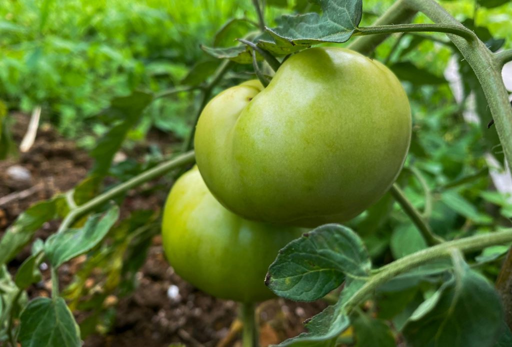 Dry Ice for Farming & Agricultural Uses